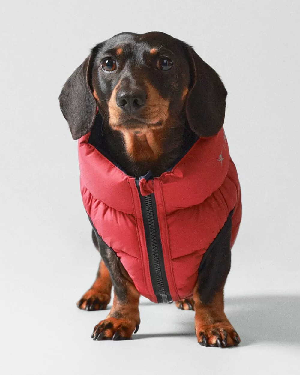 Reversible Dog Puffer Jacket - Navy & Berry